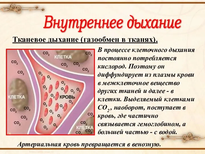 Внутреннее дыхание Тканевое дыхание (газообмен в тканях). В процессе клеточного дыхания постоянно