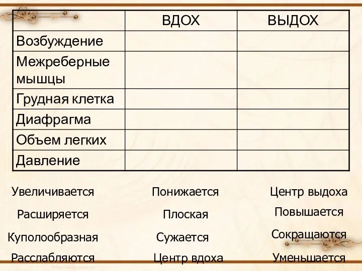 Центр вдоха Куполообразная Увеличивается Центр выдоха Уменьшается Сокращаются Расслабляются Сужается Расширяется Плоская Повышается Понижается