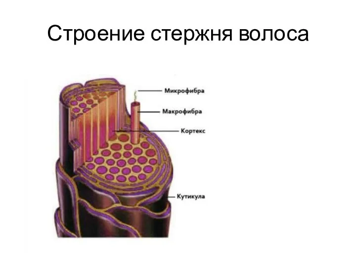 Строение стержня волоса