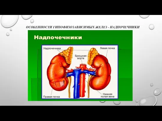 ОСОБЕННОСТИ ГИПОФИЗОЗАВИСИМЫХ ЖЕЛЕЗ - НАДПОЧЕЧНИКИ