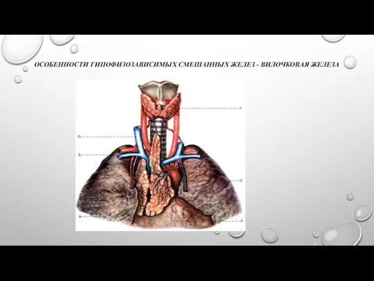 ОСОБЕННОСТИ ГИПОФИЗОЗАВИСИМЫХ СМЕШАННЫХ ЖЕЛЕЗ - ВИЛОЧКОВАЯ ЖЕЛЕЗА