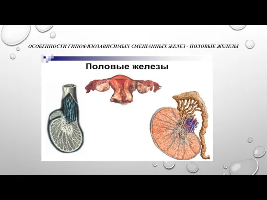 ОСОБЕННОСТИ ГИПОФИЗОЗАВИСИМЫХ СМЕШАННЫХ ЖЕЛЕЗ - ПОЛОВЫЕ ЖЕЛЕЗЫ