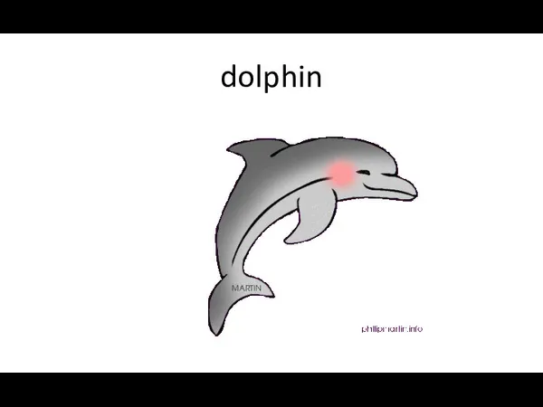 dolphin