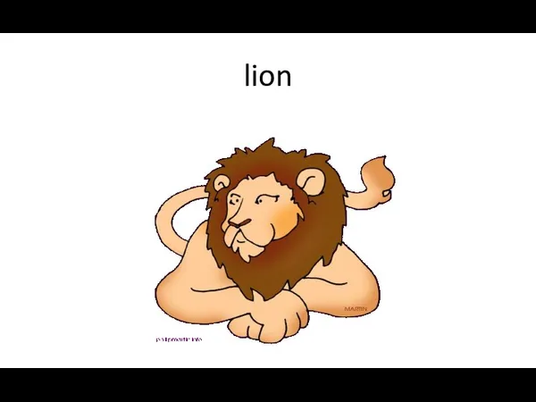 lion