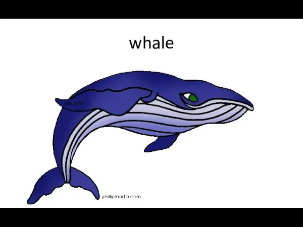 whale