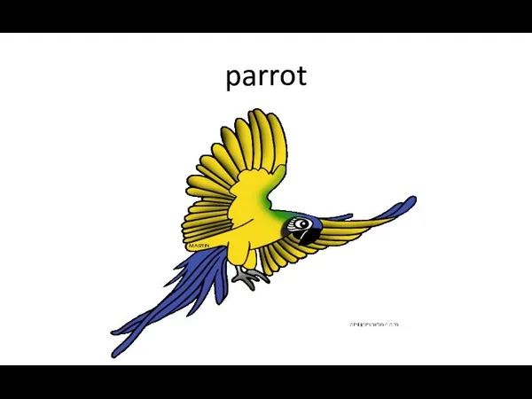 parrot