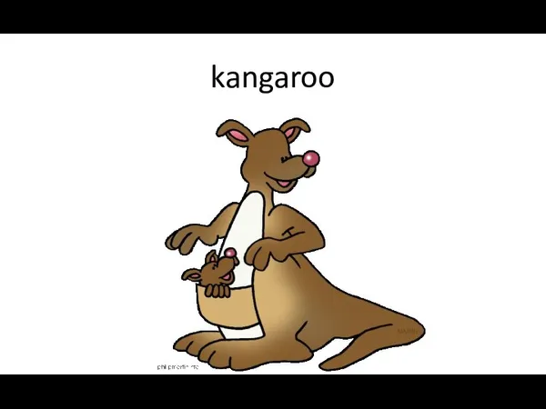 kangaroo