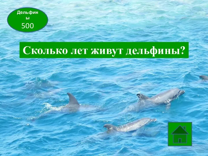Дельфины 500 Сколько лет живут дельфины?
