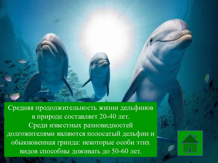 Средняя продолжительность жизни дельфинов в природе составляет 20-40 лет. Среди известных разновидностей