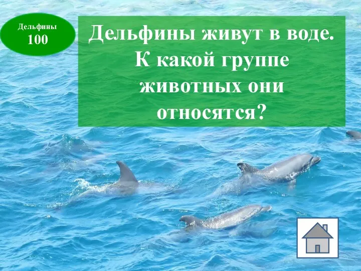 Дельфины 100 Дельфины живут в воде. К какой группе животных они относятся?