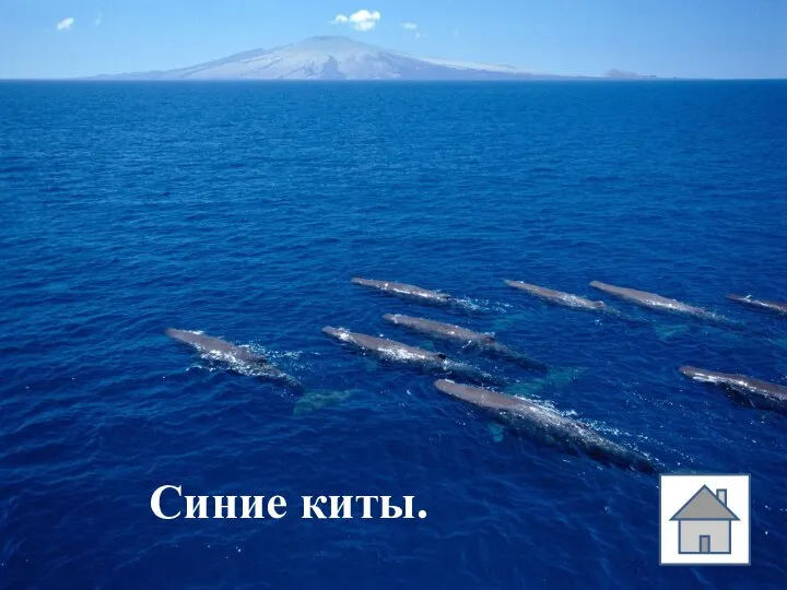 Синие киты.