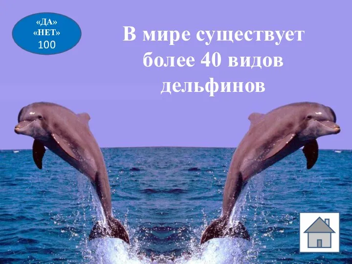 «ДА» «НЕТ» 100 В мире существует более 40 видов дельфинов