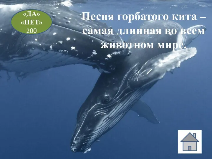 «ДА» «НЕТ» 200 Песня горбатого кита – самая длинная во всем животном мире.