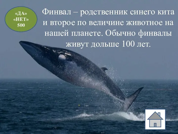 «ДА» «НЕТ» 500 Финвал – родственник синего кита и второе по величине