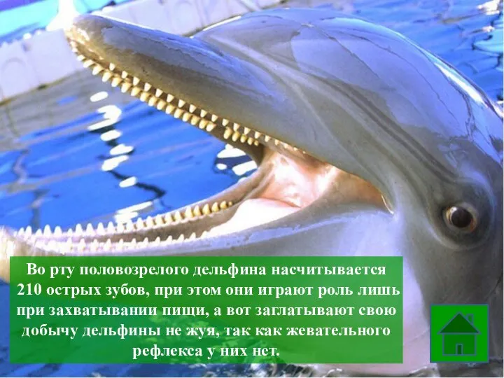 Во рту половозрелого дельфина насчитывается 210 острых зубов, при этом они играют