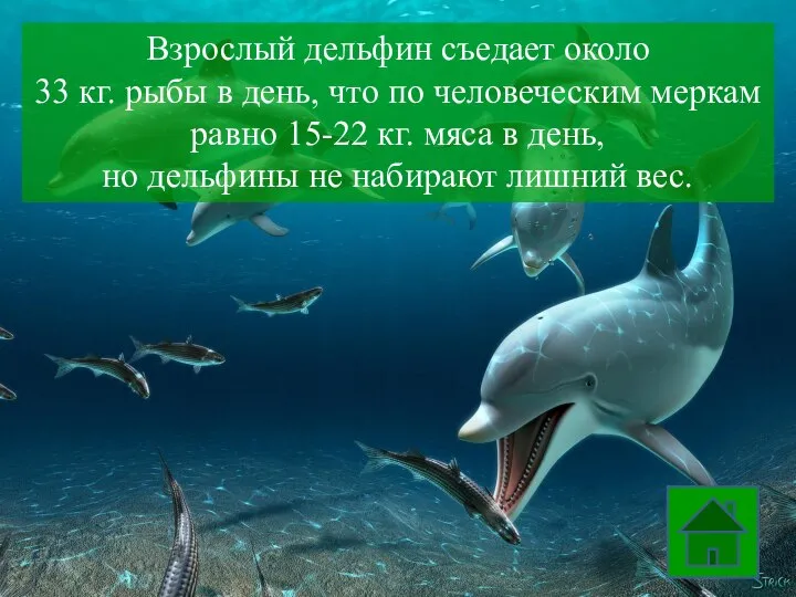 Взрослый дельфин съедает около 33 кг. рыбы в день, что по человеческим