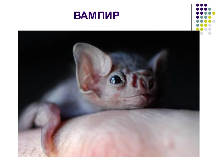 ВАМПИР