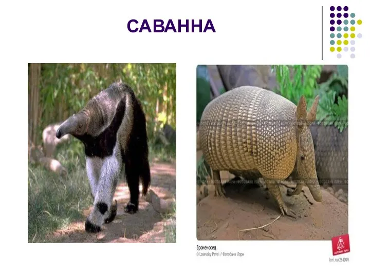 САВАННА