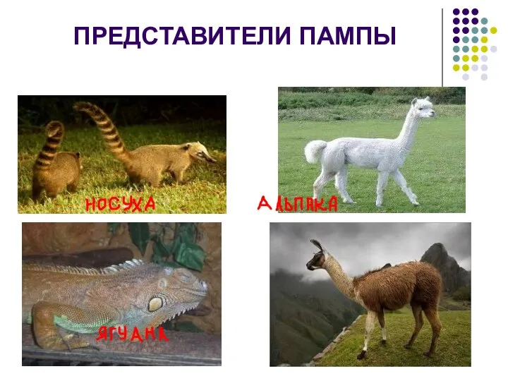 ПРЕДСТАВИТЕЛИ ПАМПЫ