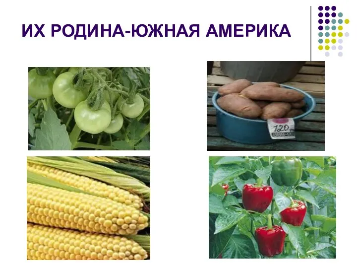 ИХ РОДИНА-ЮЖНАЯ АМЕРИКА