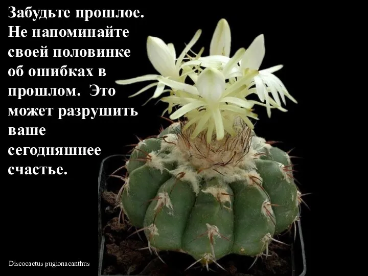 Discocactus pugionacanthus Забудьте прошлое. Не напоминайте своей половинке об ошибках в прошлом.