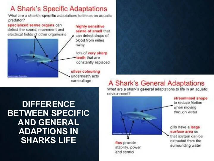 DIFFERENCE BETWEEN SPECIFIC AND GENERAL ADAPTIONS IN SHARKS LIFE