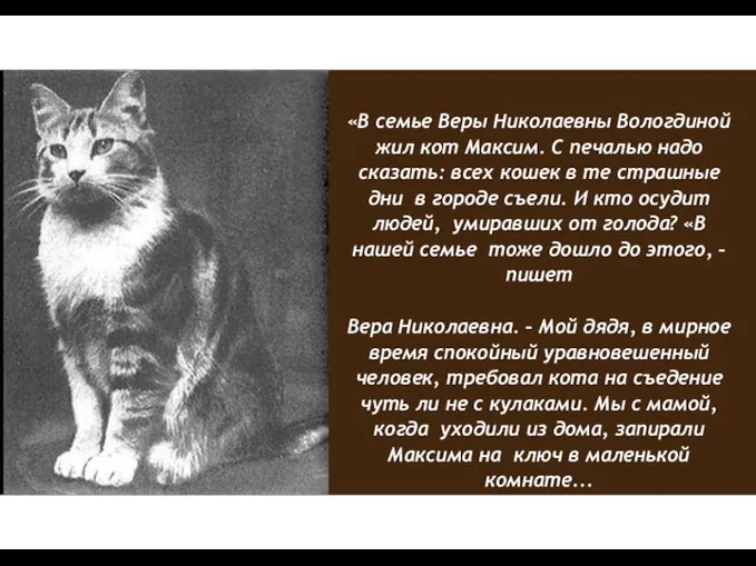 «В семье Веры Николаевны Вологдиной жил кот Максим. С печалью надо сказать: