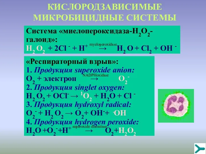 КИСЛОРОДЗАВИСИМЫЕ МИКРОБИЦИДНЫЕ СИСТЕМЫ Система «миелопероксидаза-H2O2- галоид»: H2 O2 + 2Cl - +