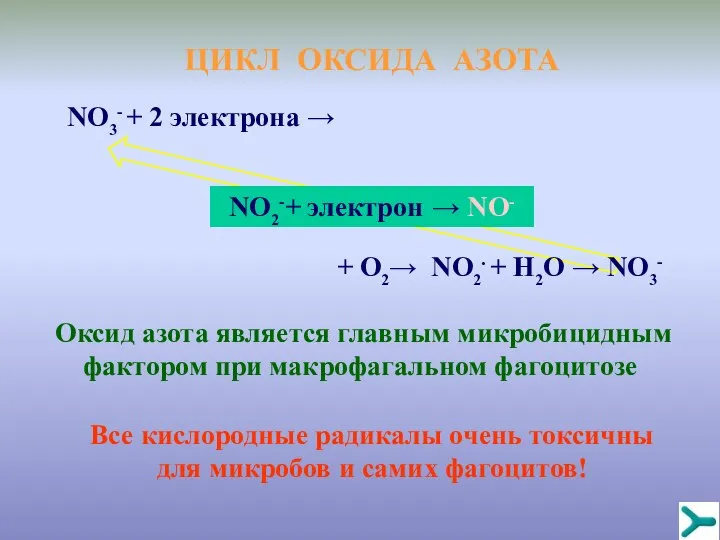 ЦИКЛ ОКСИДА АЗОТА NO3- + 2 электрона → NO2-+ электрон → NO-