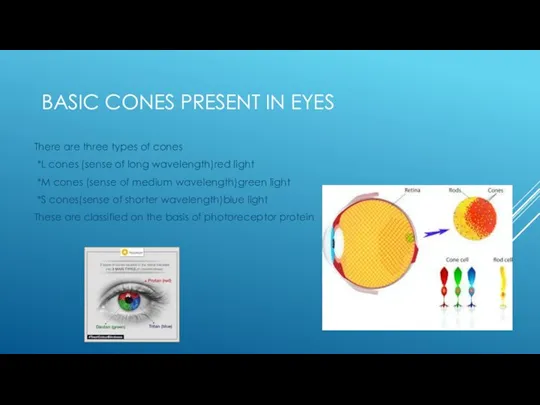 BASIC CONES PRESENT IN EYES There are three types of cones *L