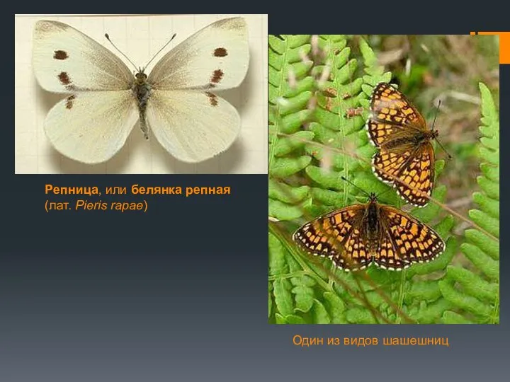 Репница, или белянка репная (лат. Pieris rapae) Один из видов шашешниц