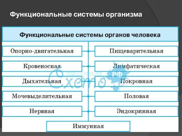 Функциональные системы организма