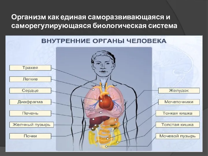 Организм как единая саморазвивающаяся и саморегулирующаяся биологическая система