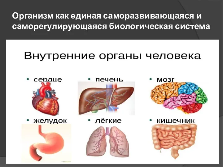 Организм как единая саморазвивающаяся и саморегулирующаяся биологическая система