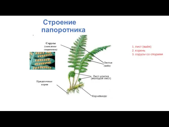 Строение папоротника 1. лист (вайя) 2. корень 3. сорусы со спорами