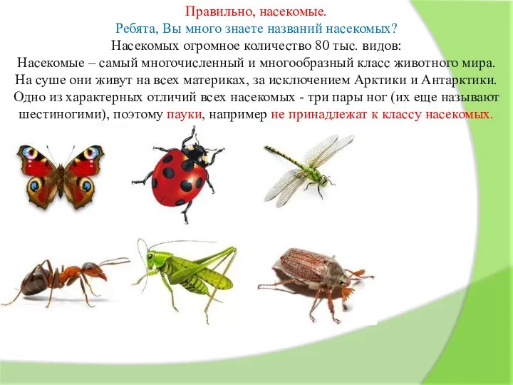 Правильно, насекомые. Ребята, Вы много знаете названий насекомых? Насекомых огромное количество 80