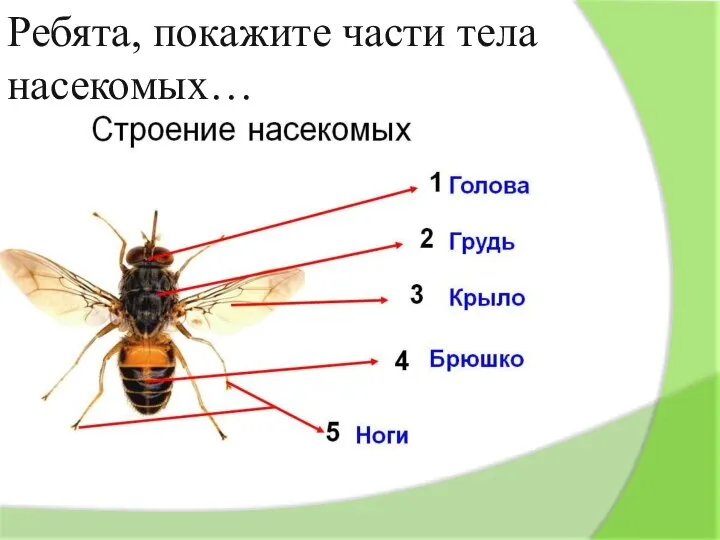 Ребята, покажите части тела насекомых…