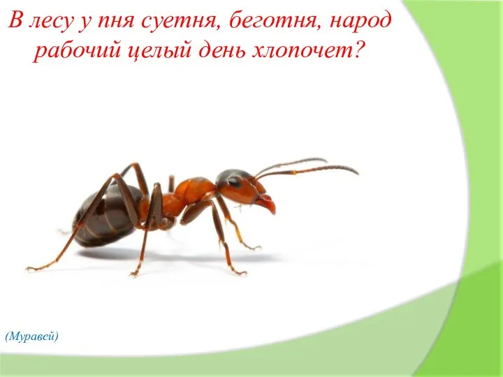 В лесу у пня суетня, беготня, народ рабочий целый день хлопочет? (Муравей)