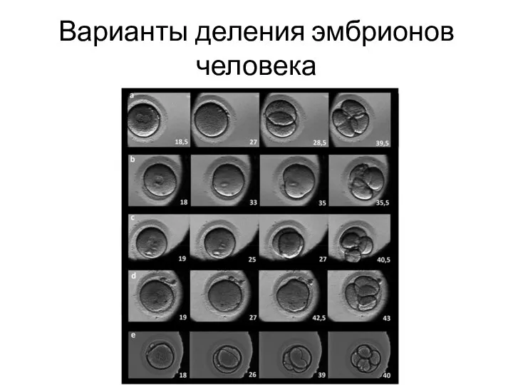 Варианты деления эмбрионов человека