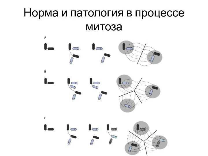 Норма и патология в процессе митоза