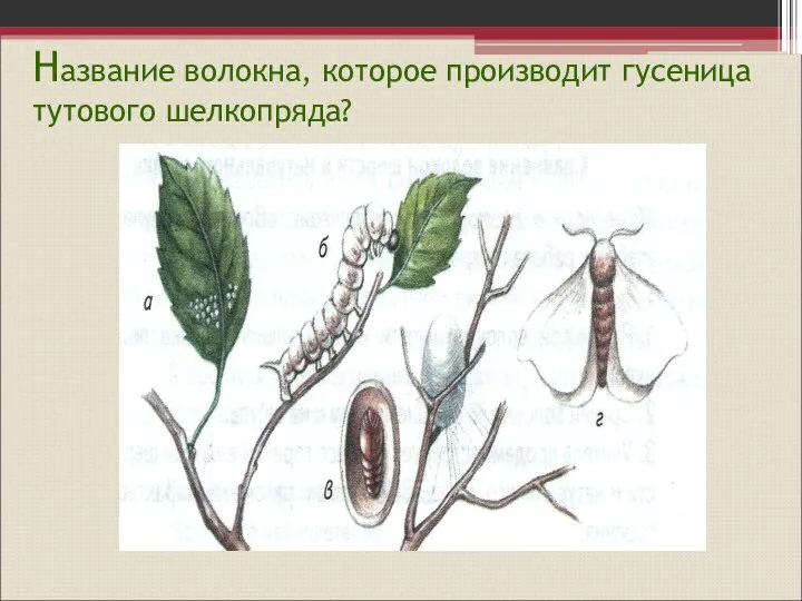 Название волокна, которое производит гусеница тутового шелкопряда?