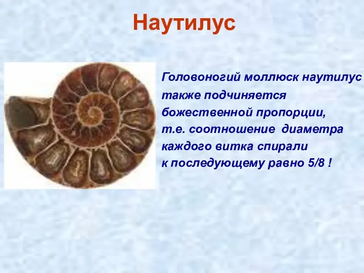 Наутилус Головоногий моллюск наутилус также подчиняется божественной пропорции, т.е. соотношение диаметра каждого