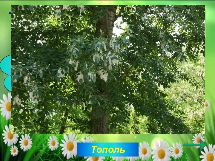 Тополь 30 Какое дерево вырабатывает много кислорода, являясь лучшим очистителем воздуха от