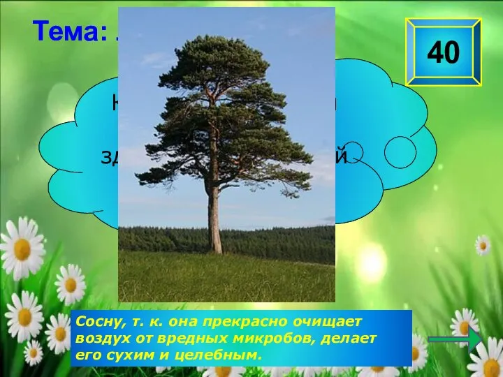 Сосну, т. к. она прекрасно очищает воздух от вредных микробов, делает его