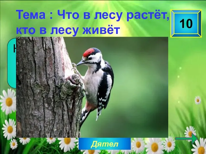 Дятел 10 Какую птицу называют лесным барабанщиком? Тема : Что в лесу