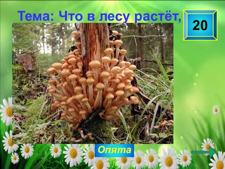 Опята 20 Какие грибы растут на пнях? Тема: Что в лесу растёт, Кто в лесу живёт