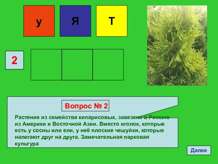 у Я Т 2 Вопрос № 2 Растение из семейства кипарисовых, завезено