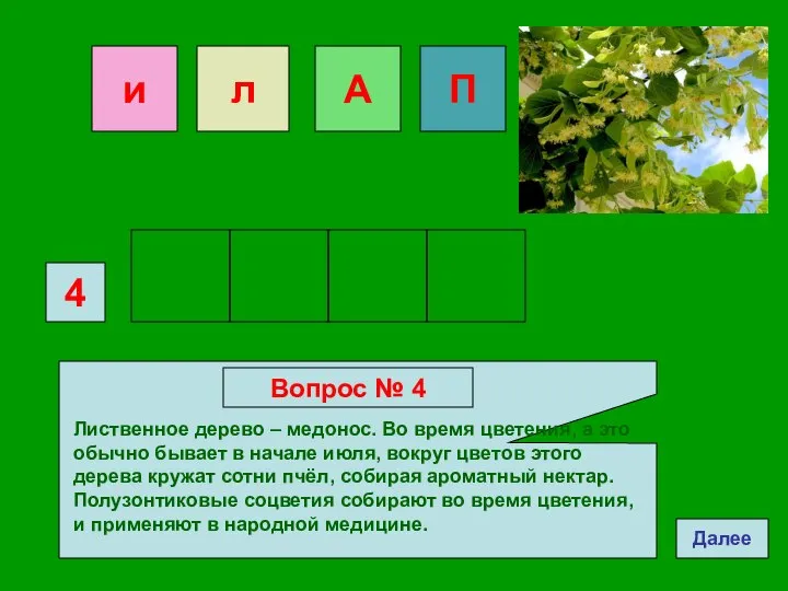 П 4 Вопрос № 4 Лиственное дерево – медонос. Во время цветения,