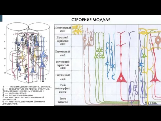 СТРОЕНИЕ МОДУЛЯ