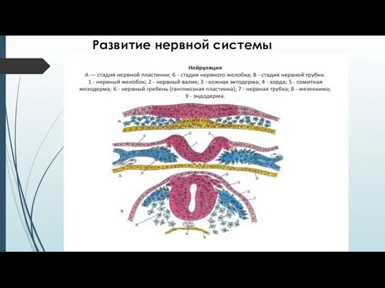 Развитие нервной системы